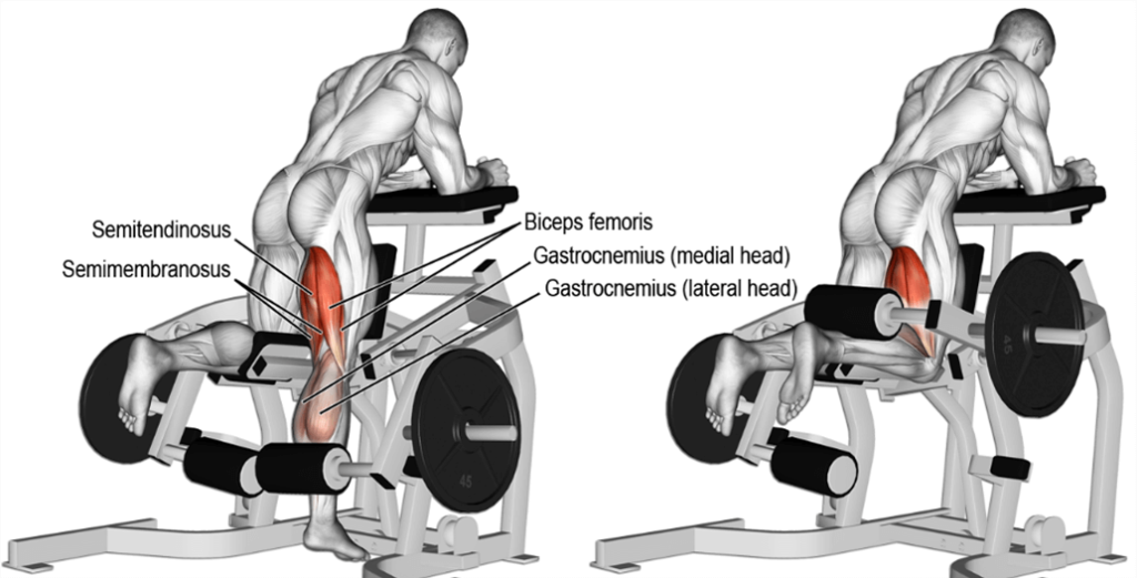 Kneeling Leg Curl Machine - The Definitive FAQ Guide 1 Kneeling Leg Curl Machine - The Definitive FAQ Guide 1