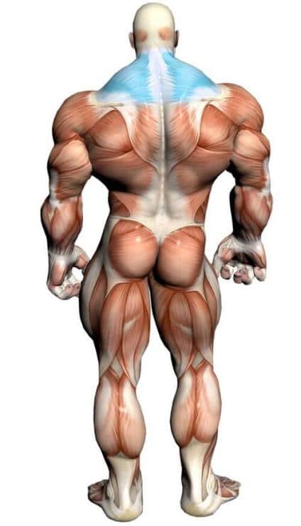 Shrug Machine 7 Shrug Machine 7