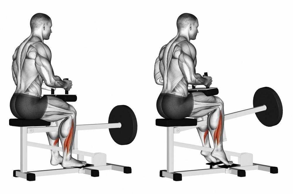 Commercial Seated Calf Raise 16 Commercial Seated Calf Raise 14