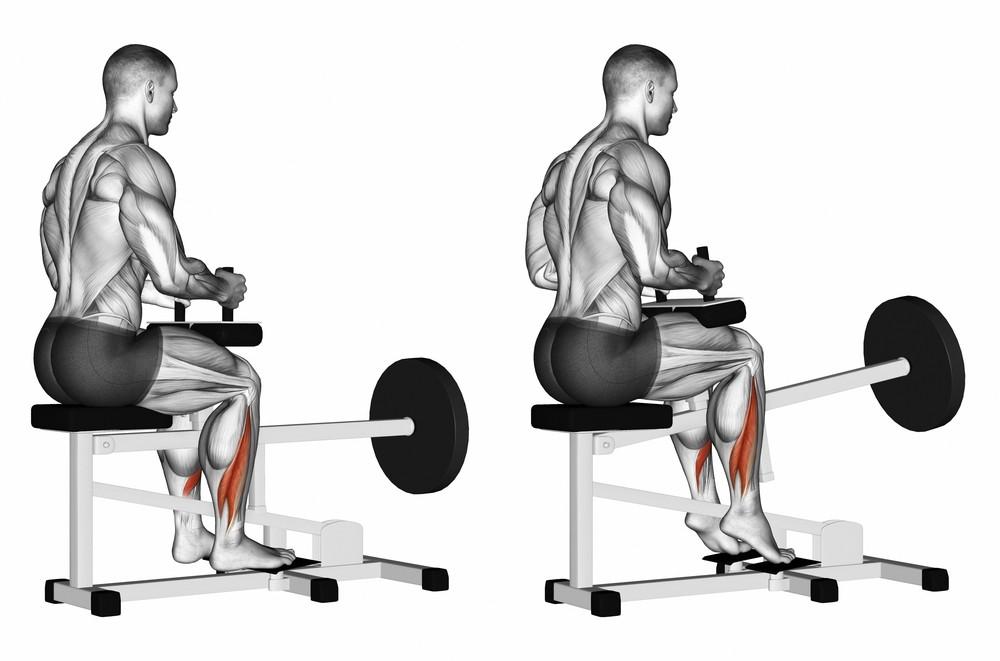 Commercial Seated Calf Raise 12